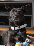 Customized Patriot Pup 1776 Commemorative Pet ID Tag